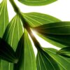 Concentré tonifiant pour le bain et la douche - Gel douche nettoyant au parfum d'huiles essentielles pour le corps